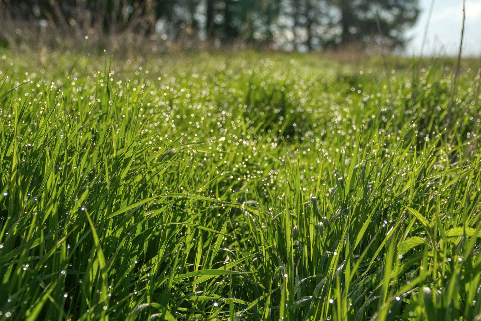 Como Cortar Grama Sintetica sem Danificar
