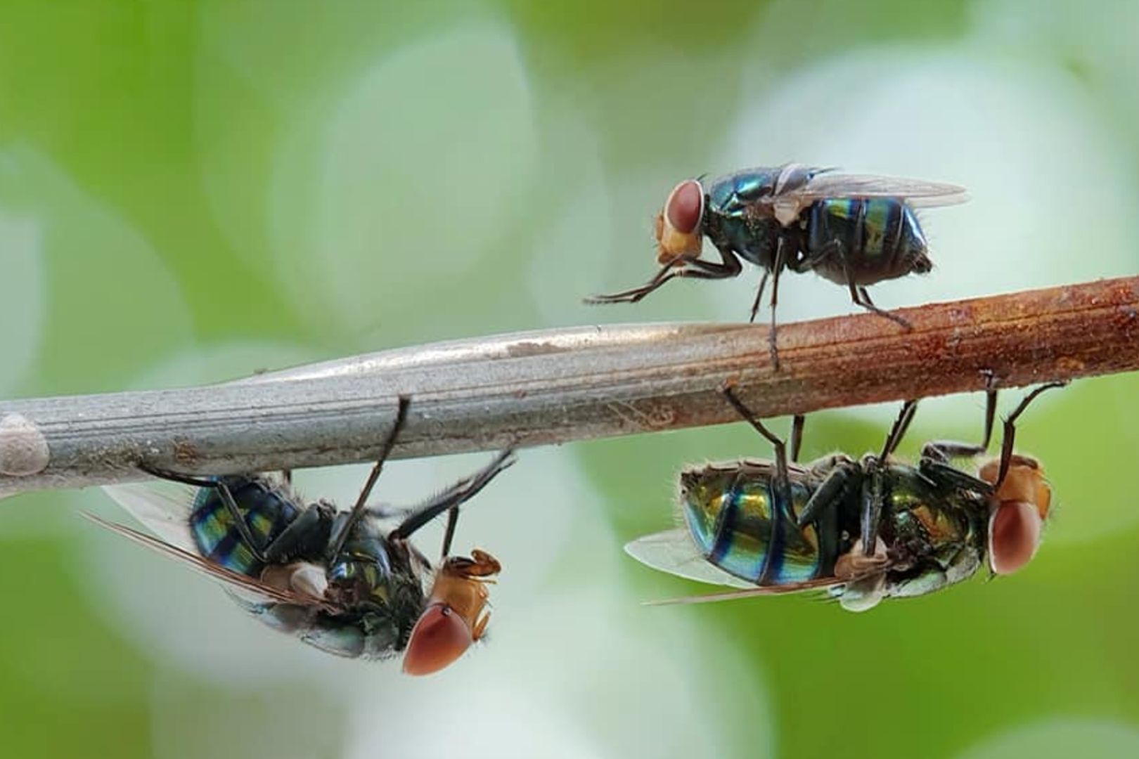 Como Prevenir Moscas Usando Truques Caseiros